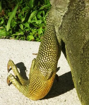 Green and Yellow Iguana Front Leg with Claws Stock Photos