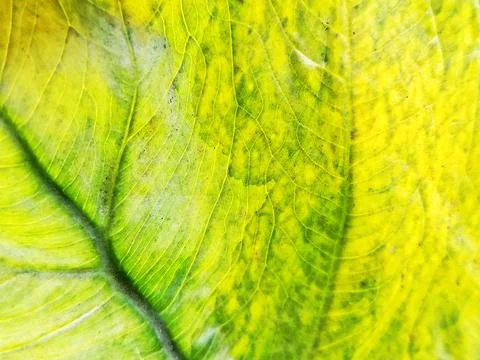 Green and Yellow Leaf Texture with Detailed Veins Stock Photos
