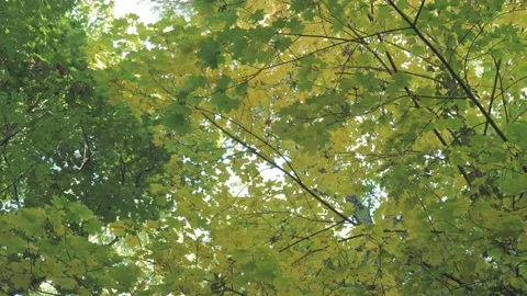 Green and yellow leafs od trees in autumn forrest od a background of blue sky Stock Footage 163768023