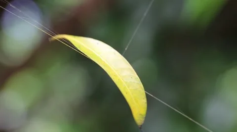 Green and yellow leafs spin deceived spiderweb Stock Footage 66502258