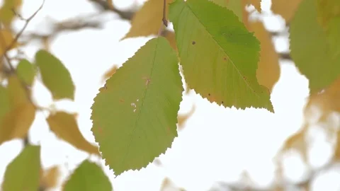 Green and yellow leaves, close-up Stock Footage 80993484