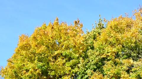 Green and yellow maple foliage of on background of blue sky Stock-Footage 55789082