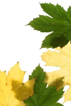 Green and yellow maple leaf isolated Stock Photos