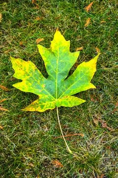 Green and yellow maple leaf on green grass background Stock Photos