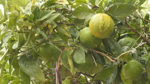 Green and yellow oranges on the branches. Stock Footage 81646054