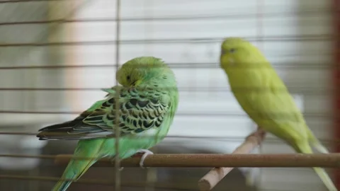 Green and Yellow Parakeets Inside Cage With One Preening 動画素材 336628356