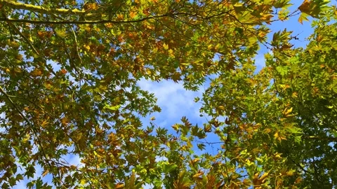 Green and yellow plane tree leaves against blue sky -autumn background Stock Footage 346545084