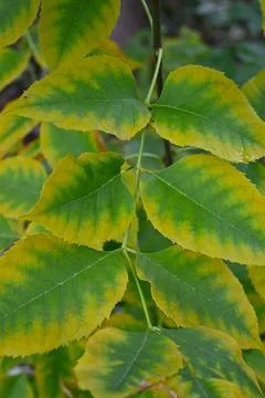 Green and yellow serrated leaves on a plant stem Stockfoto's