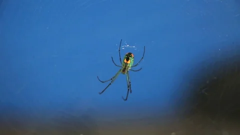 Green and Yellow Spider in Web Stock Footage 71363224