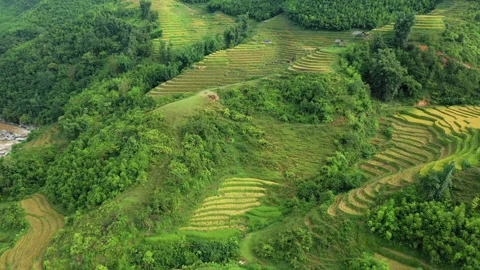 The green and yellow tiered rice fields ... | Stock Video | Pond5