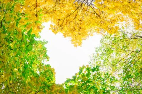 Green and yellow trees in the shape of a heart, very bright sky Stock Photos