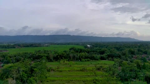 Green and Young Ricefields Stock Footage 246794088