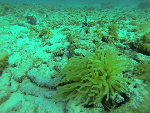 Green Anenome Stock Footage 103489108