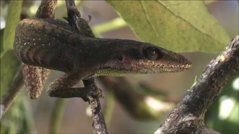 Green anole bitten by ant Stock Footage 133204503