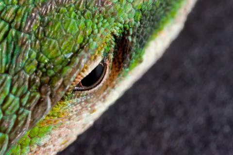 Green Anole eye Stock Photos