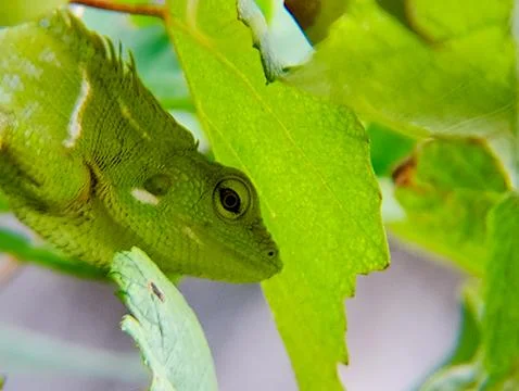 Green anole lizard peeks from bright green leaves, blending into its lush e.. Stock Photos