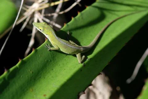 Green anole lizard Foto stock