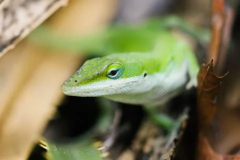 Green Anole Lizard Stock Photos