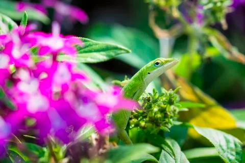 Green Anole Lizard Foto stock