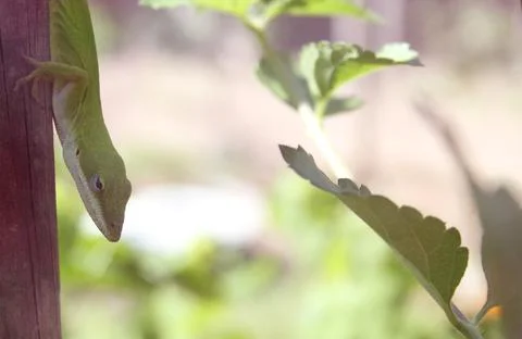 Green Anole Lizard Stock Photos