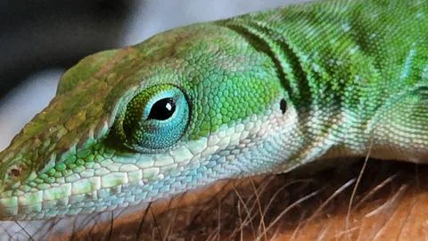 Green Anole lizard posing in close up view Stock Photos