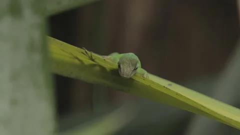 Green Anole Lizard Resting on Leaf, Shadow Silhouette, Tropical Forest, Close Stock Footage 231382070