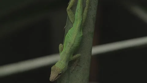 Green Anole Lizard Resting on Tree Branch, Tilt down, Close, 4k Stock Footage 231350716