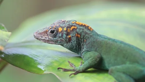 Green Anole Lizard running from Leaf, Resting &amp; Moving Head, Close, 4k Stock Footage 231350174