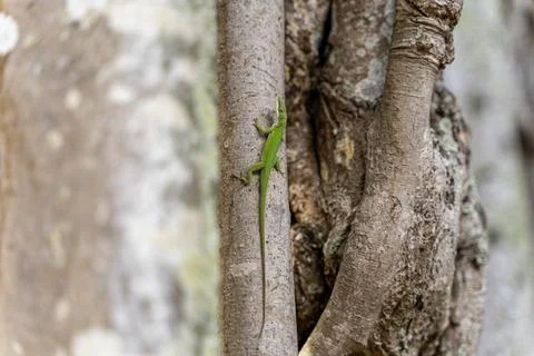 Green Anole Lizard on a Tree 写真素材