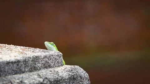 Green anole looking at viewer while peering over a stone garden wall. Stock Photos