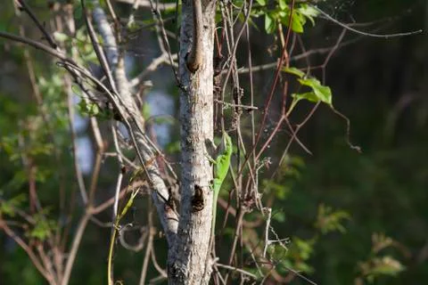 Green Anole Stock Photos