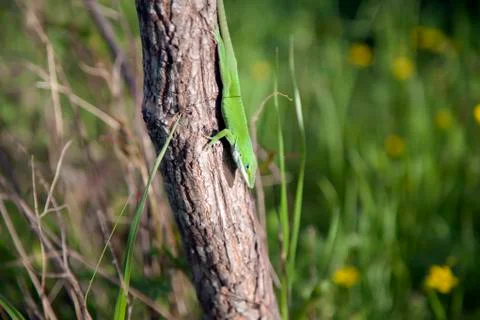 Green Anole Stock Photos
