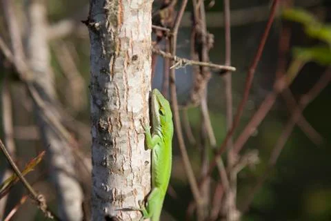 Green Anole Stock Photos