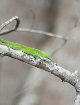 Green Anole Stock Photos