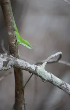 Green Anole Stock Photos