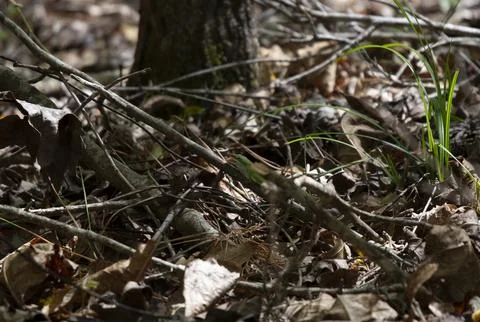 Green Anole Snacking Stock Photos