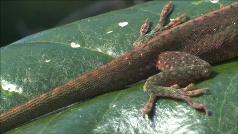 Green anole sunning Stock Footage 133205566