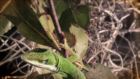 Green Anole in tree Stock Footage 133202990
