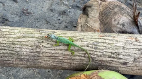 A green Anolis Evermanni lizard is climbing out of a coconut  库存影片 336708468