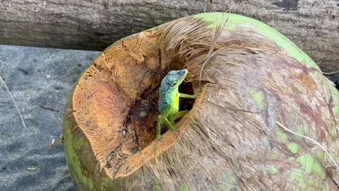 A green Anolis Evermanni lizard observes its surroundings from inside a coconut  库存影片 336708525
