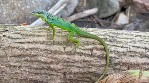 An green Anolis Evermanni lizard sits on a tree trunk and turns its head  Video stock 336708481