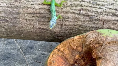 An green Anolis Evermanni lizard sits on a tree trunk before climbing coconut 库存影片 336708543