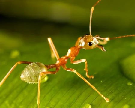 Green ant 写真素材
