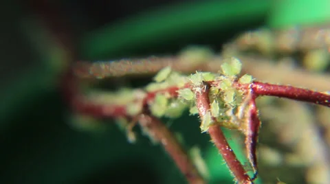 Green aphid on brown twig Stock-Footage 45622921