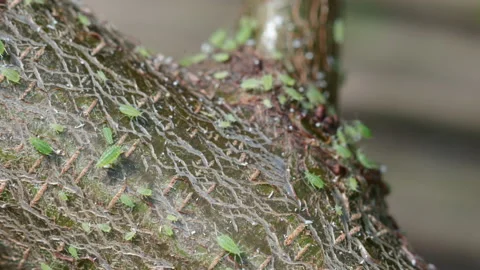 Green aphid colony on plum tree branch garden in england uk Stock Footage 239435678
