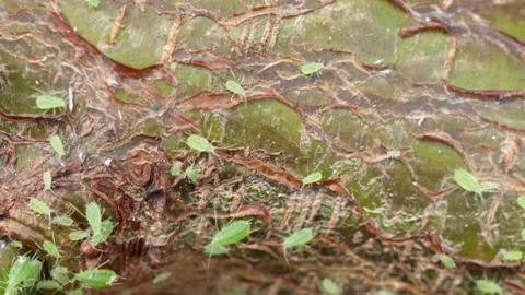 Green aphid colony on plum tree branch garden in england uk Stock Footage 239435743