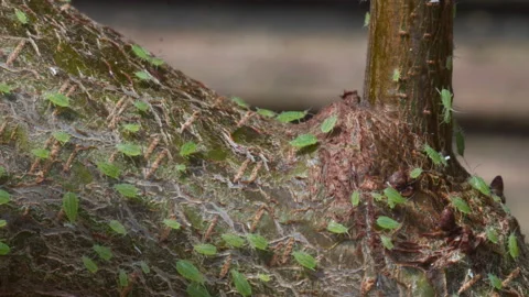 Green aphid colony on plum tree branch garden in england uk Stock Footage 239435916