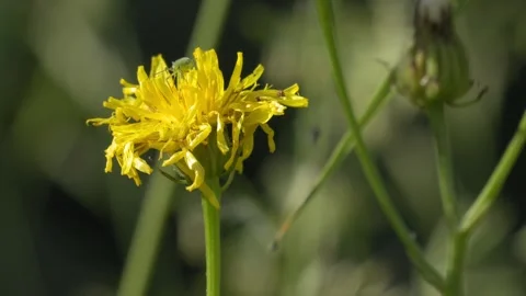 Green Aphid Foraging on Yellow Hawkweed - 4K Wildlife Slow Motion Shot Vídeos de archivo 336187801