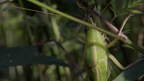 A green aphid making its way past a green grasshopper. Stock Footage 130507181
