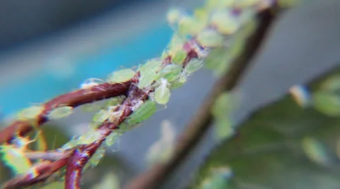 Green aphids on brown stem Stock Footage 45620269